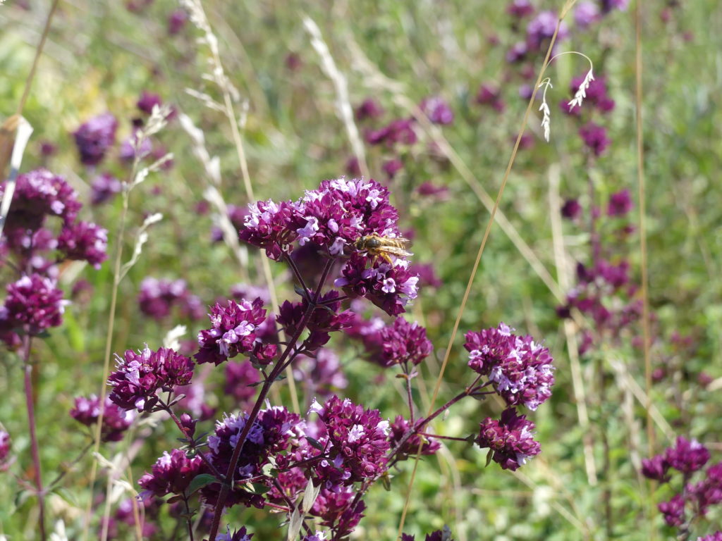 Formez Vous L Cologie Des Abeilles Initiation Jours Urcpie